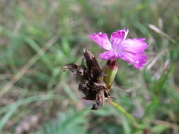 Image of carthusian pink