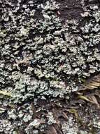 Image de Cladonia caespiticia (Pers.) Flörke