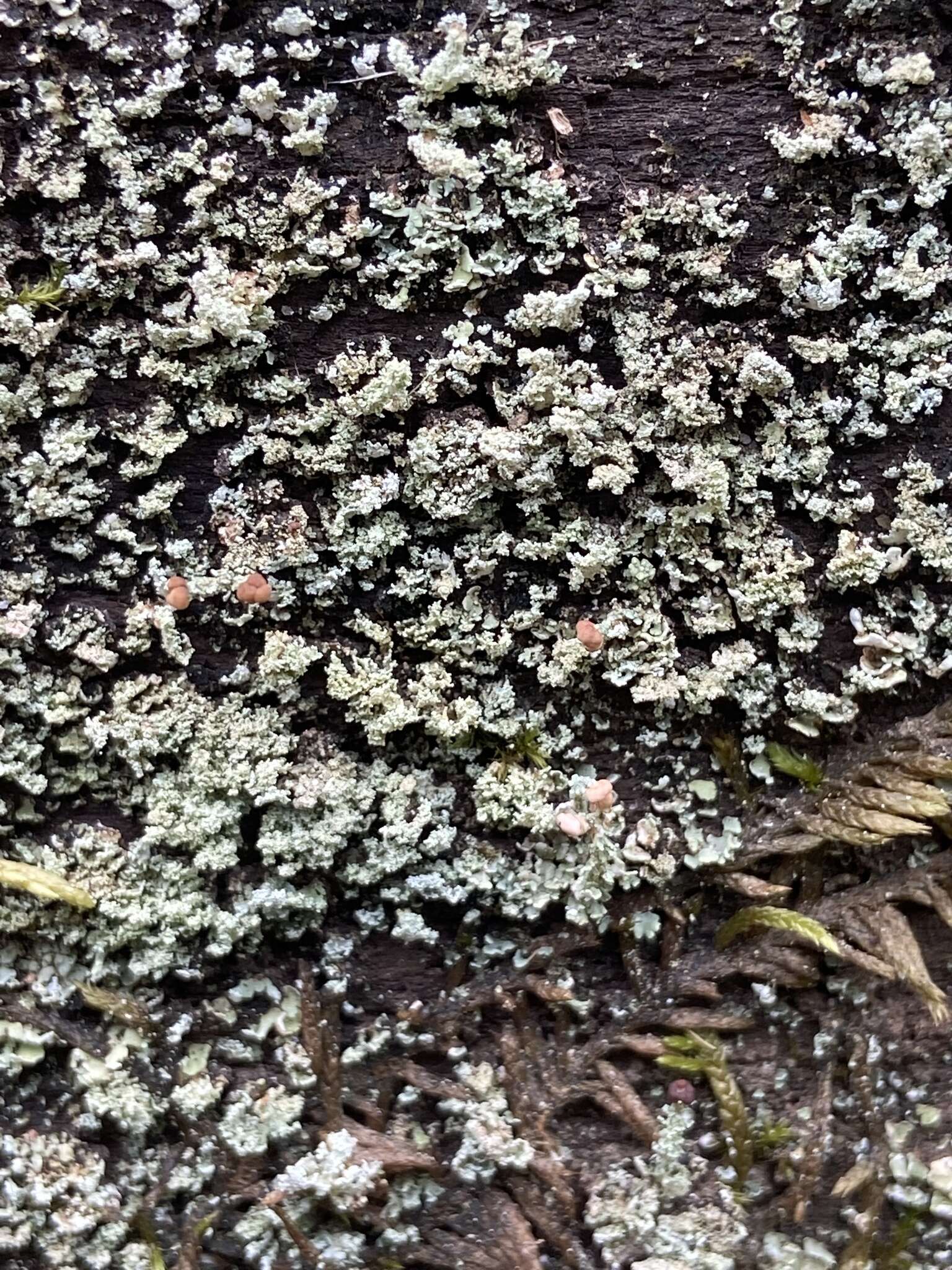 Image of cup lichen