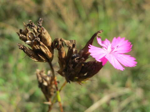 Image of carthusian pink