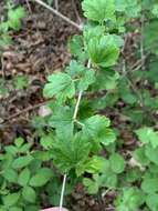 Image de Ribes rotundifolium Michx.