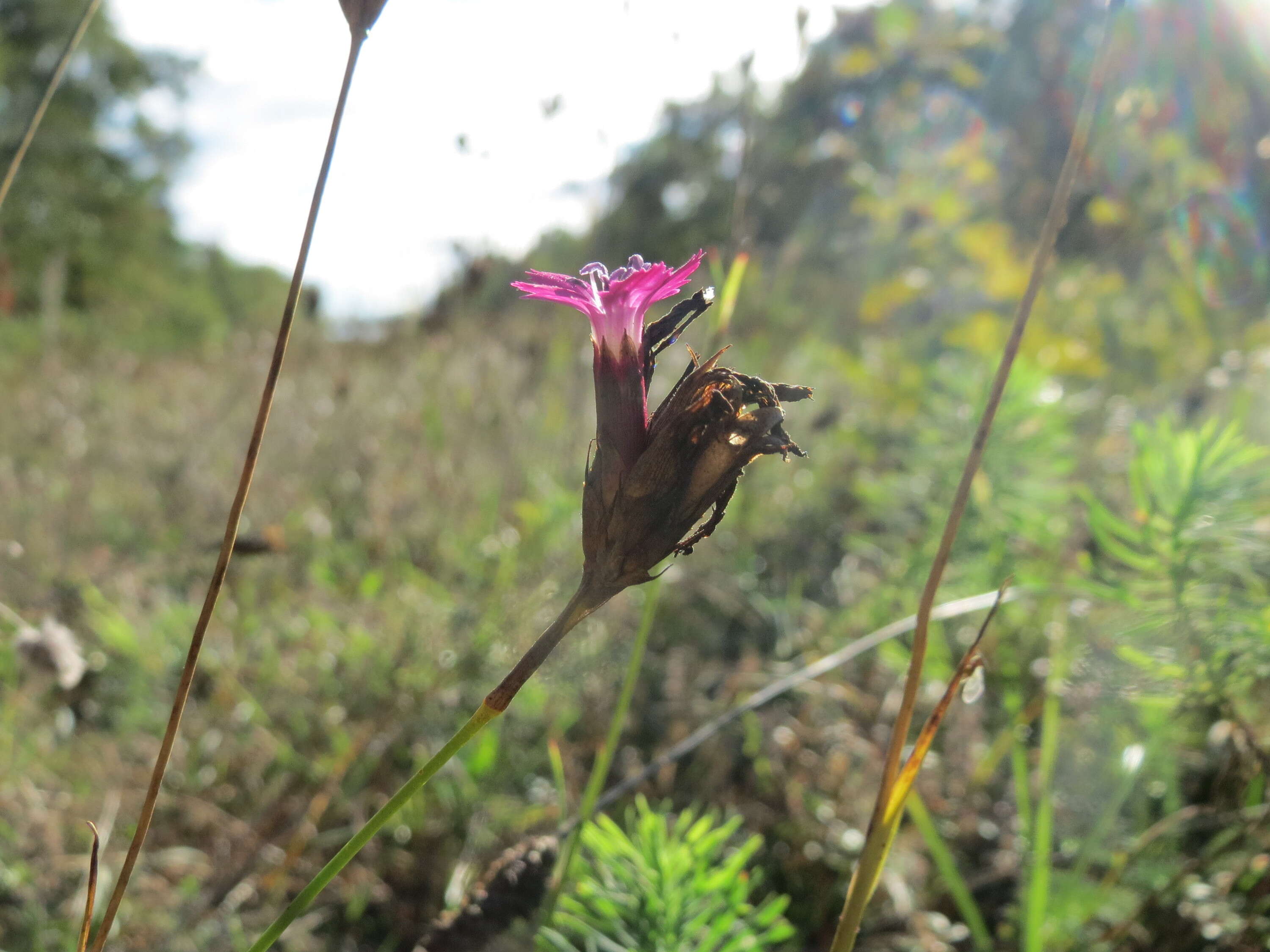 Image of carthusian pink