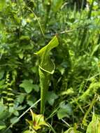 Image of Mountain Sweet Pitcherplant