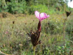 Image of carthusian pink