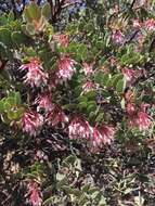 Image of pinkbracted manzanita