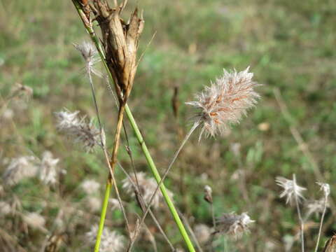 Image of Hare's-foot Clover