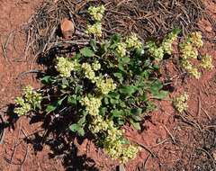 Image of James' buckwheat