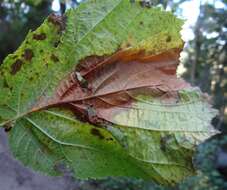 Image of Asteroma coryli (Fuckel) B. Sutton 1980