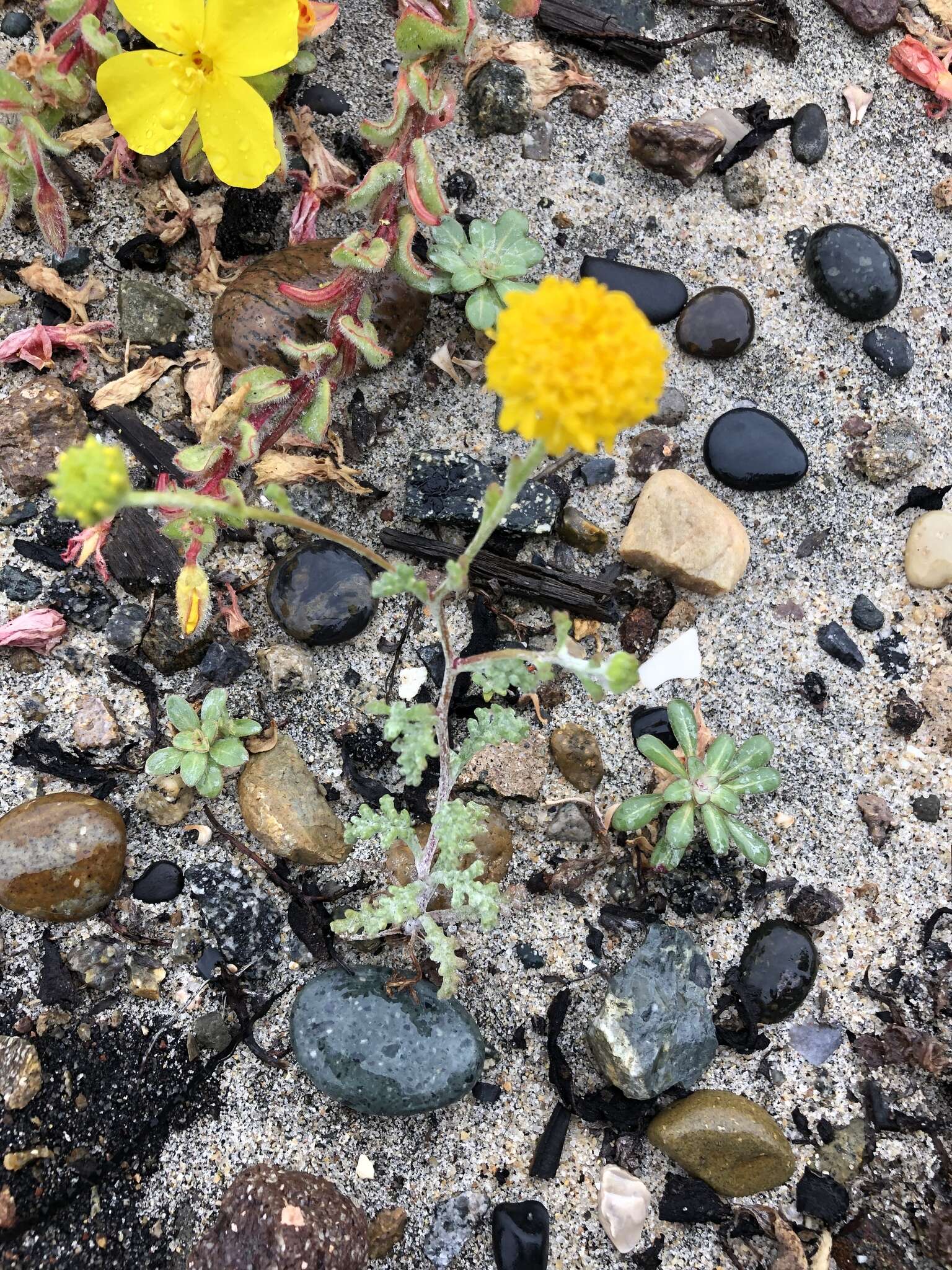 Image of Orcutt's yellow pincushion