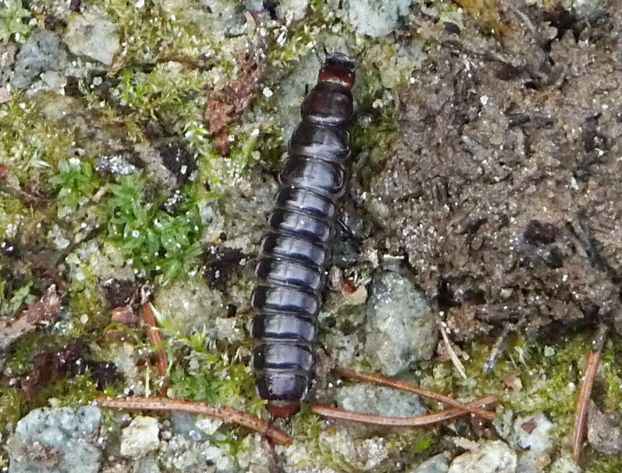 Image of Violet Ground Beetle