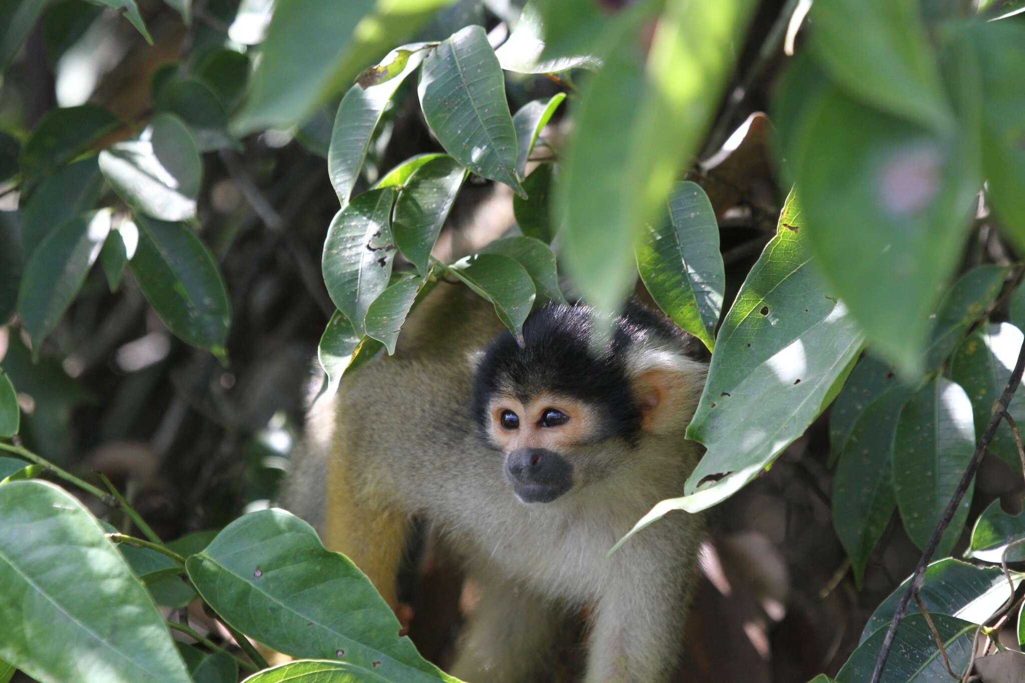 Image of Bolivian squirrel monkey