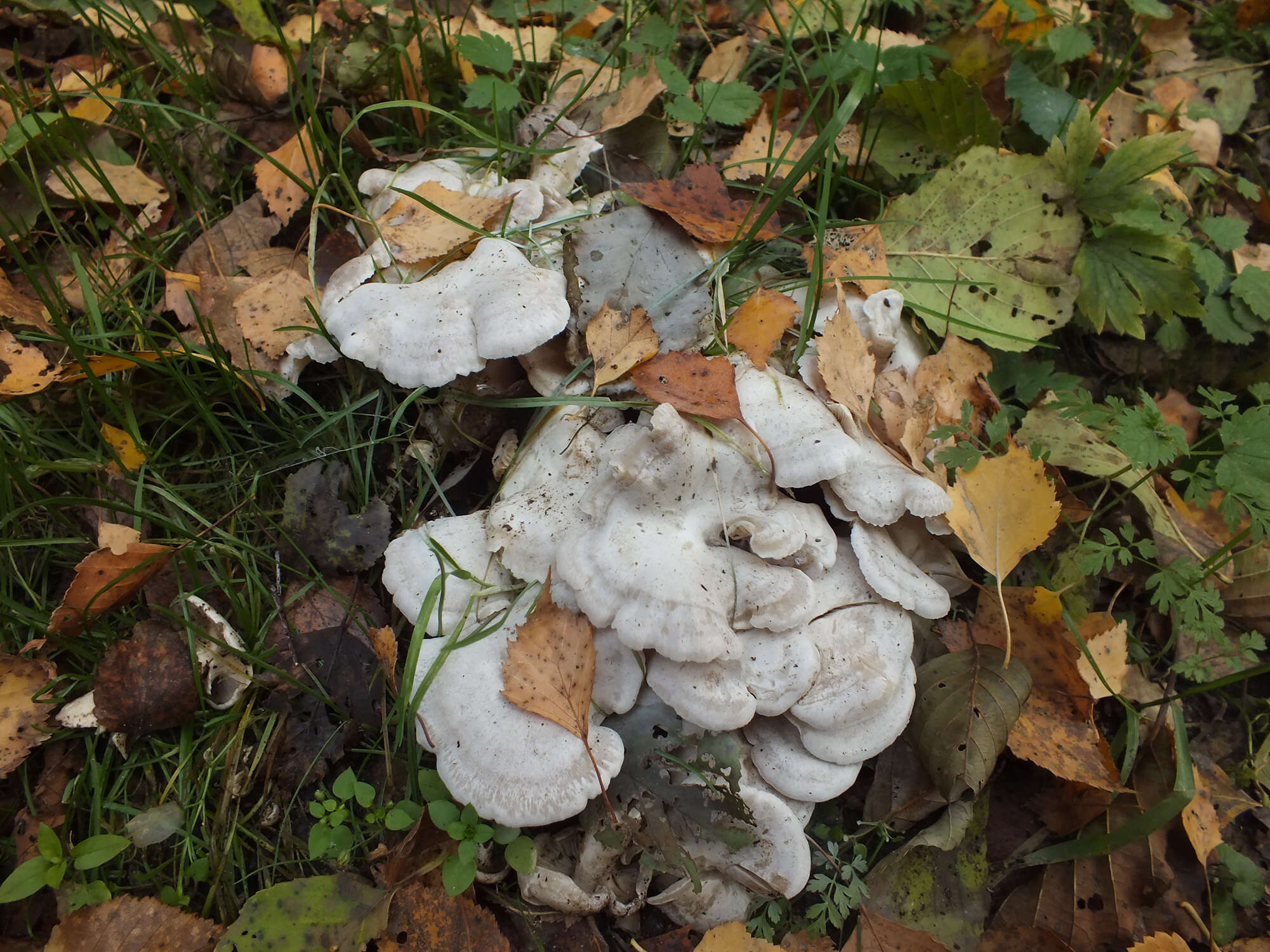 Image of Leucocybe