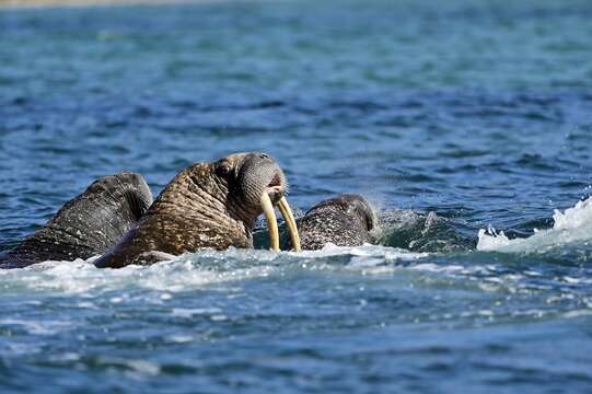 Image of Laptev Sea walrus