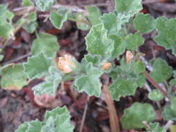 Image of coppery false fanpetals