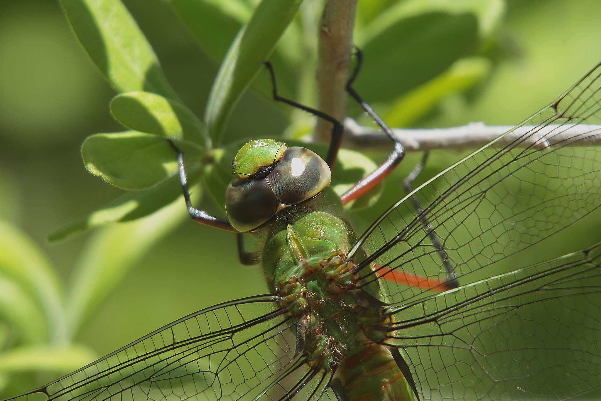 Image of Comet Darner