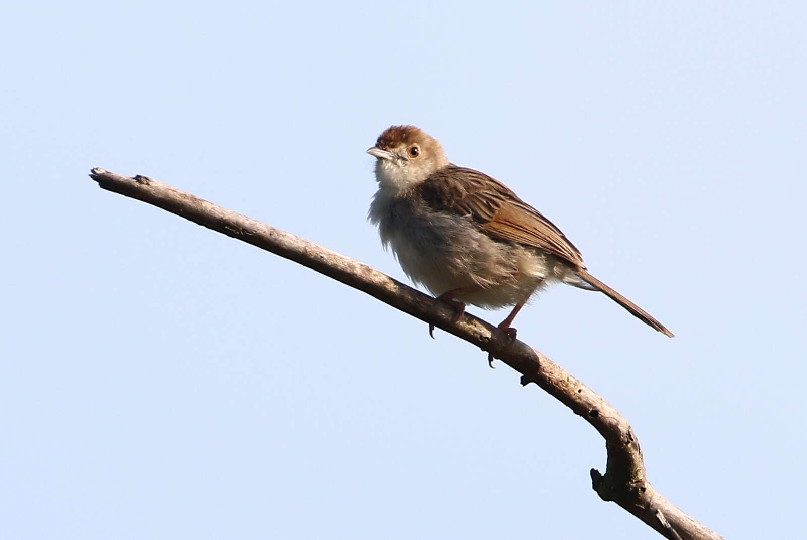 Cisticola chiniana (Smith & A 1843) resmi