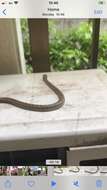 Image of Japanese Rat Snake