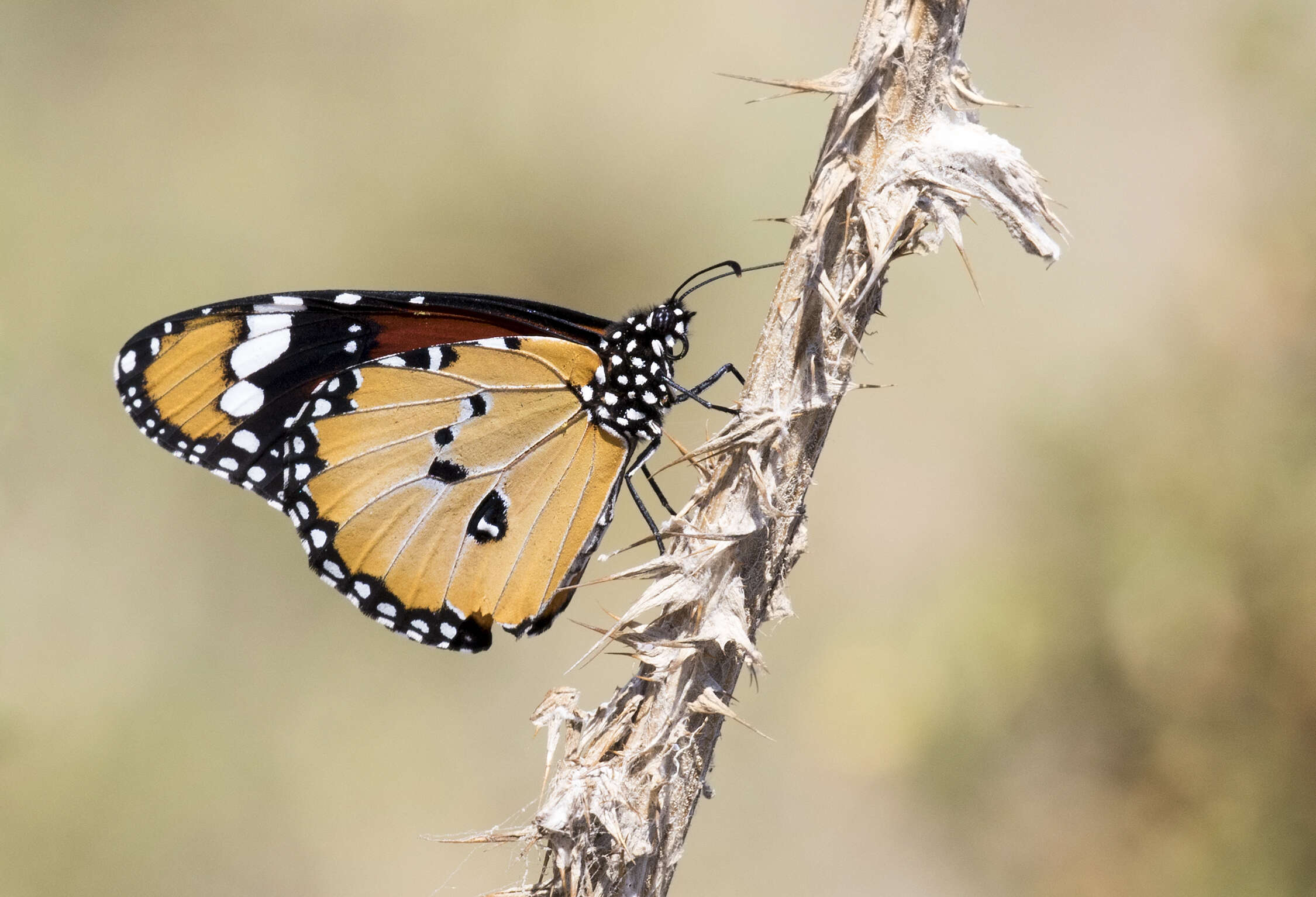 Image of Plain tiger