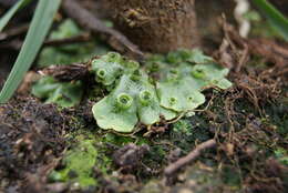 Image of common liverwort