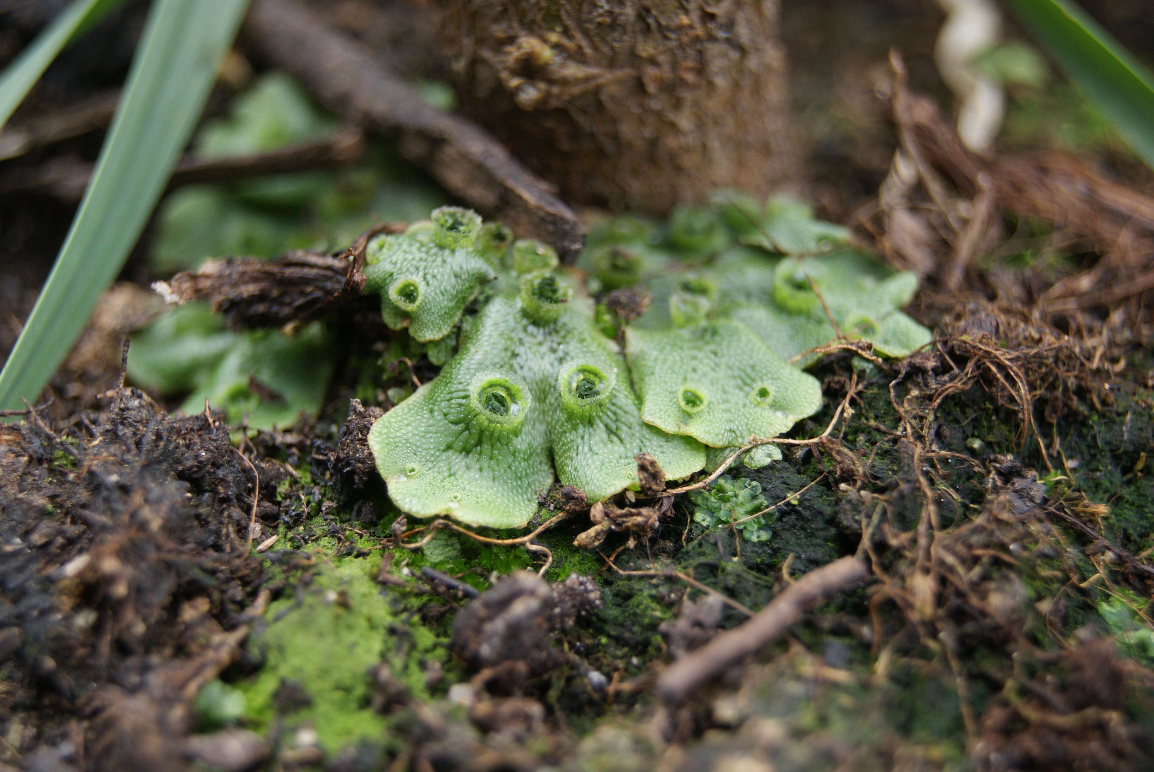 Image of common liverwort