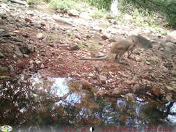 Image of Agile Wallaby