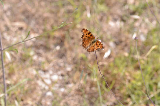 Image of Polygonia egea Cramer 1779