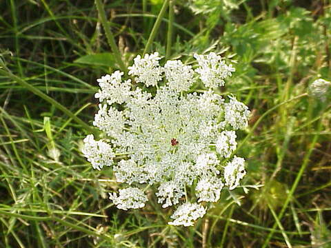 Image of Queen Anne's lace