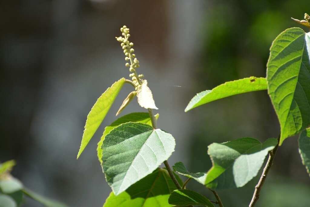 Слика од Croton francoanus Müll. Arg.