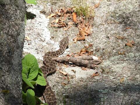 Imagem de Bothrops ammodytoides Leybold 1873