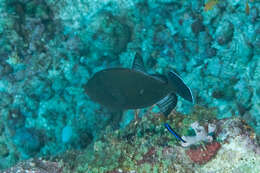 Image of Indian triggerfish