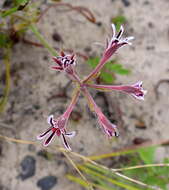 Image of Pelargonium pilosellifolium (Eckl. & Zeyh.) Steud.