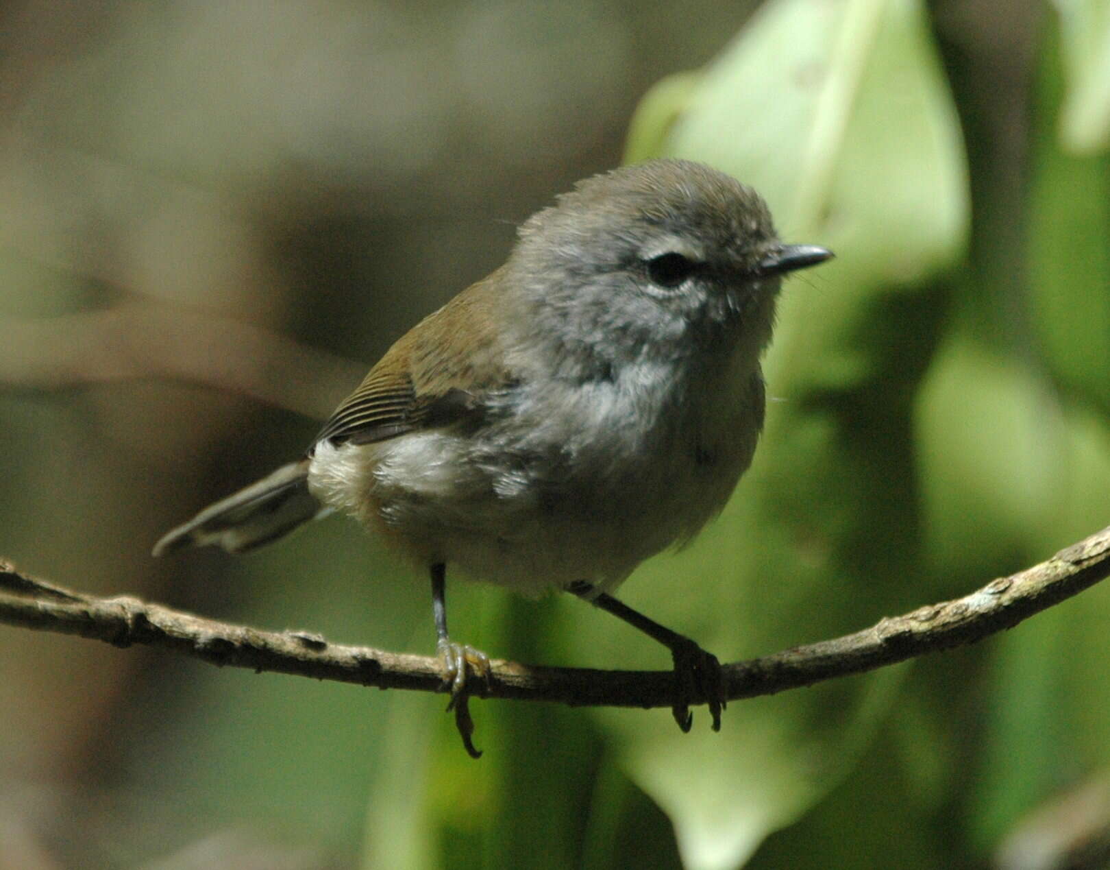 Image of Brown Gerygone