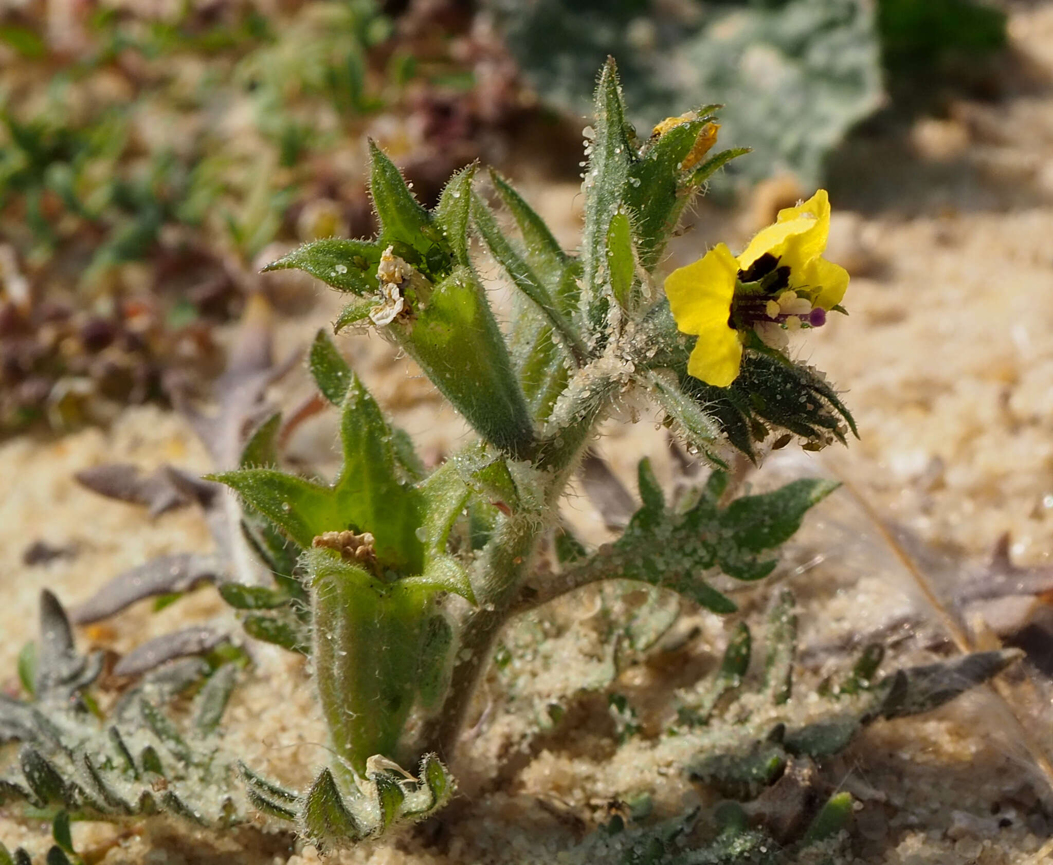 Image of Hyoscyamus pusillus L.