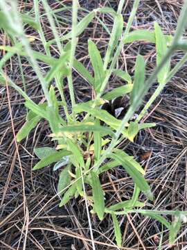 Image of Macoun's cudweed