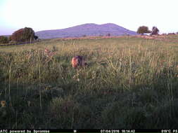 Image of golden jackal