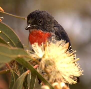 Image of Mistletoebird