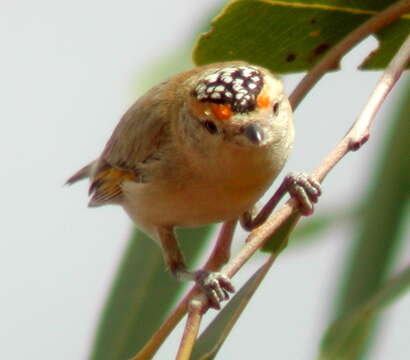 Image of Red-browed Pardalote