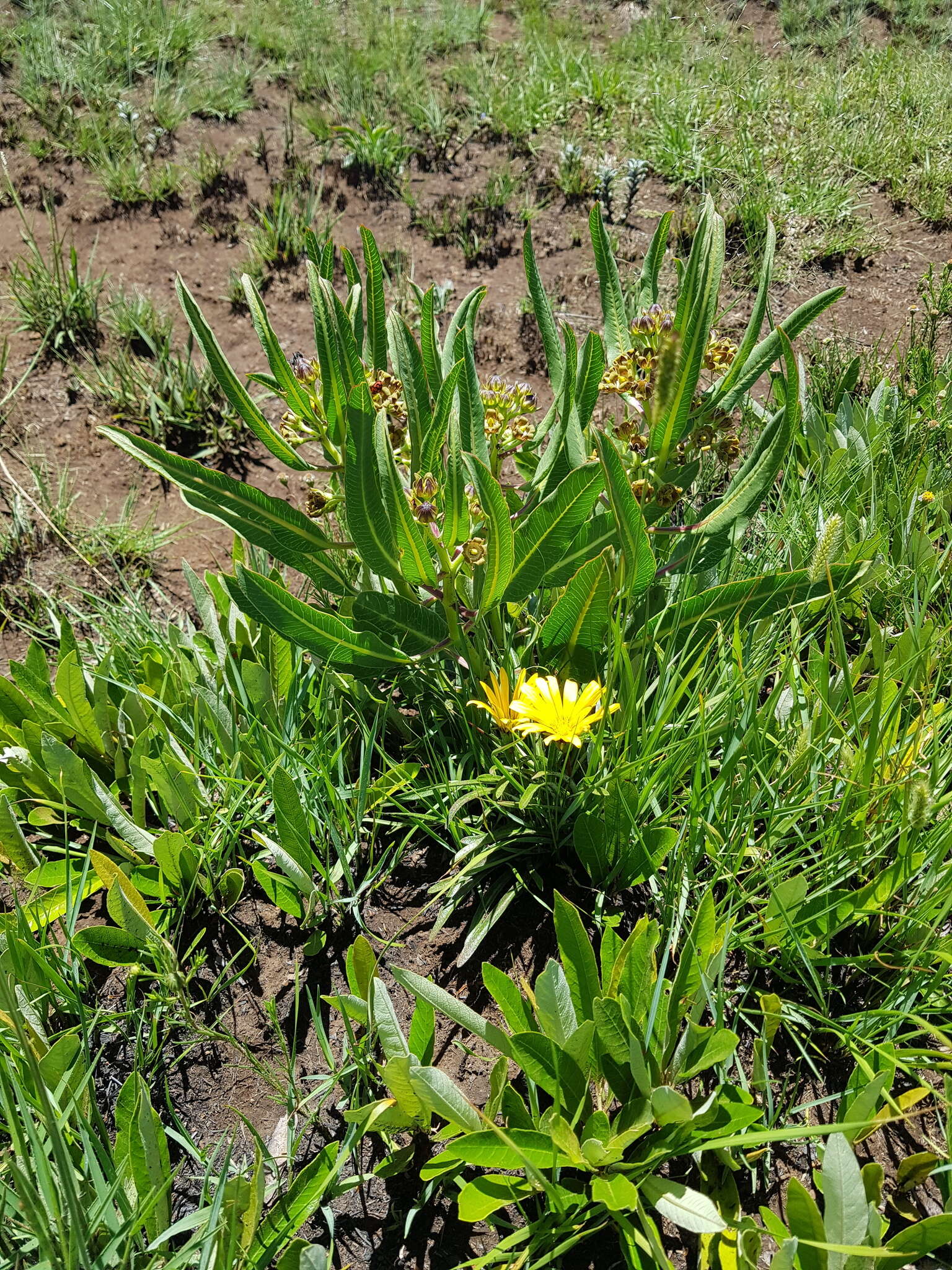 Image of Parapodium costatum E. Mey.