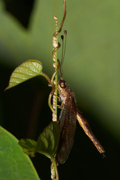 Image of <i>Ascalaphus sinister</i> Walker 1853