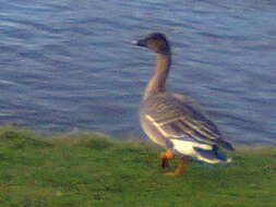 Image of Taiga Bean Goose