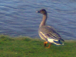 Image of Taiga Bean Goose