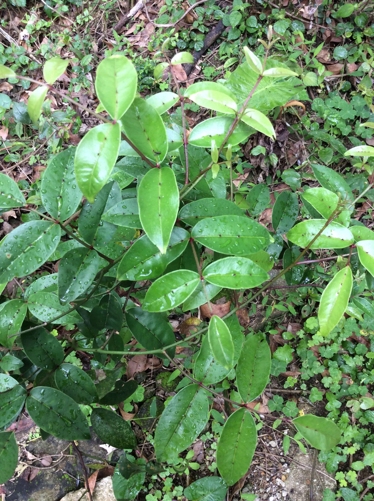 Image of Zanthoxylum nitidum (Roxb.) DC.