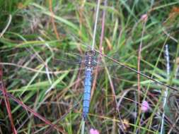 Image of Keeled Skimmer