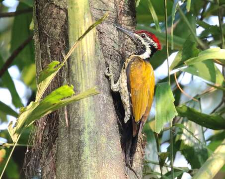 Image of Black-rumped Flameback