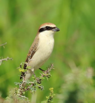 Image of Red-tailed Shrike