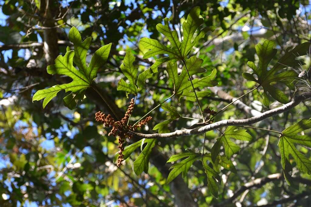 Sivun Oreopanax geminatus Marchal kuva