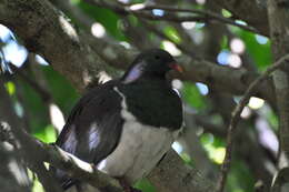 Image of Kererū