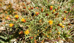 Image of fetid marigold