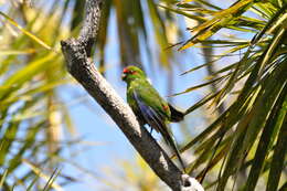 Image of Red-crowned Parakeet