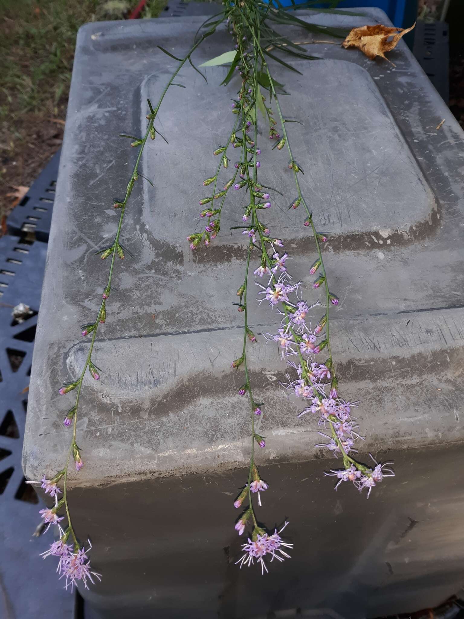 Image of grassleaf gayfeather